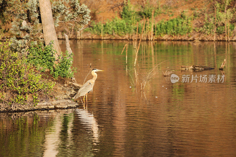 大蓝鹭Ardea herodias